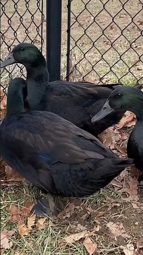 Male vs Female Cayuga duck sounds 🦆#shorts