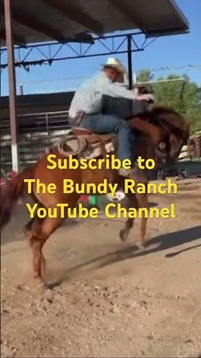 We rope wild Desert Cattle on the Bundy ranch ! It’s dangerous, Fun, Wild , and always a good time!