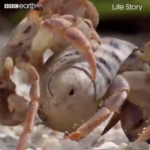 It's not just the Brits who love a queue! Hermit crabs line up in size order to exchange shells. | BBC One