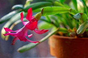 Pourquoi votre cactus de Noël ne fleurit pas toujours (et comment y remédier pile à temps pour les fêtes de fin d’année)