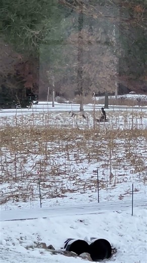 Miniature pony pulling a sled! #amishneighbor #snowfun #countryliving
