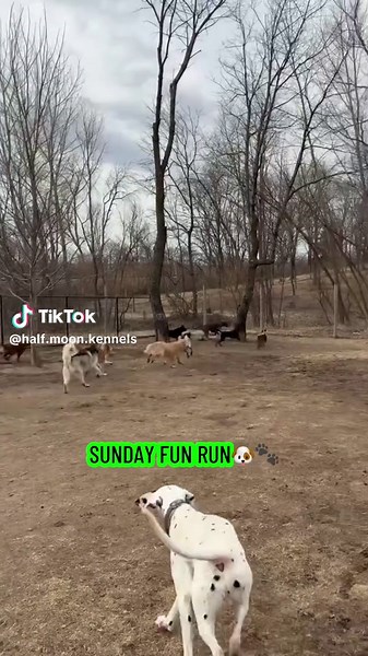 Sunday funday😝💚 #dogkennel #doggydaycare #dogsoftiktok #zoomies #sundayfunday