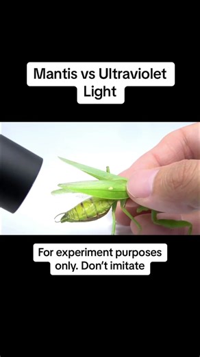 TikTok - Make Your Day