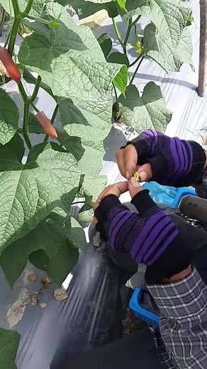 Exploring Large Leaf Plants in a Garden Setting