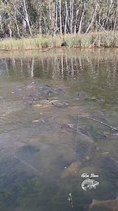 Another spring, another missed opportunity! Carp aggregate in massive numbers to spawn when water temperatures hit 15oC and up to 26oC and in those temperatures they love to breed. One adult female carp can produce 1 million eggs annually and carp make up to 90% of the total fish biomass across the Murray Darling Basin. It’s a tragic love story that could be disrupted by releasing the carp virus. | Helen Dalton MP