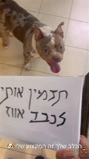 ‎🌐 מאלף כלבים אפי דסה | מאלף פסיכולוגי‎ on Instagram‎: "כשקרדשיאן רעבה ובא לה כבד אווז 🪿😂 #viral #אפידסה #מאלףכלבים #פנסיוןלכלבים #americanbullypoket צפיה מהנה 💝"‎