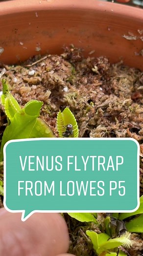 Ultimate Guide: Venus Flytrap Care for Beginners