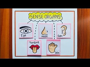 Sense Organs TLM / Easy Sense Organs Chart / Sense Organs Project / Sense Organs Drawing School TLM