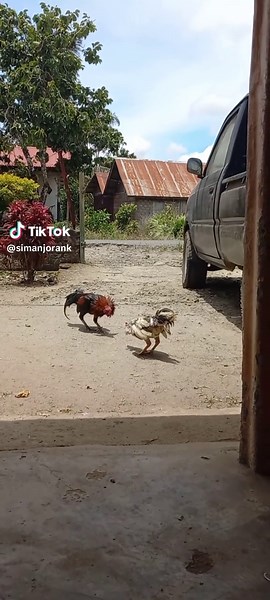 Pertarungan si Ayam Jago memperebutkan wilayah kekuasaan #traditional #ayamjago