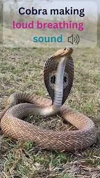Cobra Snake making loud breathing sound and whole body expand and contract #cobra #snake