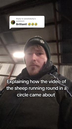 How Sheep Ended Up Running in Circles