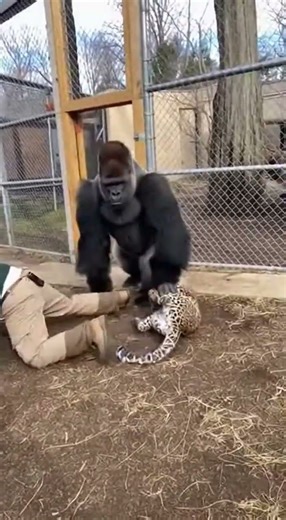 Leopard Runs at Zookeeper — Gorilla Responds Faster Than Anyone Expected | Real Rescue