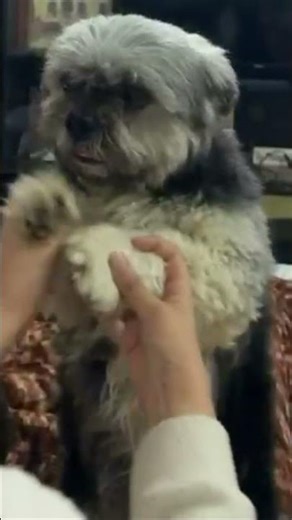 Lhasa apso dancing on Punjabi song!!🤟