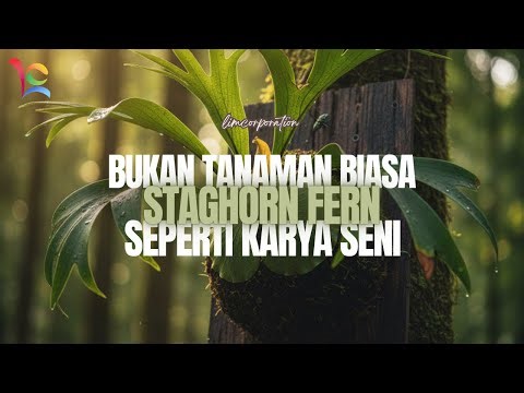 Staghorn Fern Tanaman Aneh yang Bentuknya Mirip Tanduk Rusa!