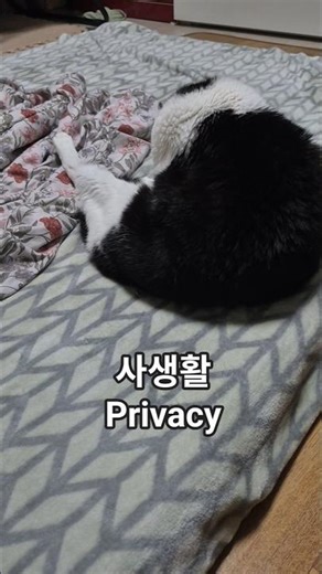 사생활 Privacy #cat #short #고양이일상