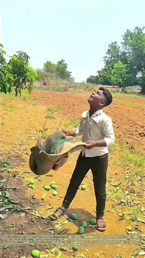 Catching the Fall: How a Young Farm Helper Catches Fruit With a Burlap Sack