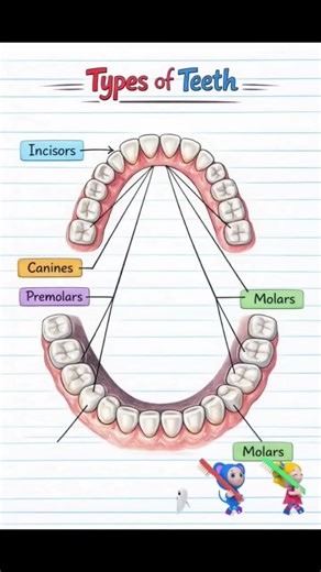 “Teeth ka simple diagram 🦷✨ Save this for exams! #science #studyshort #class7 #education”
