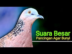 The sound of the Gacor Turtledove is suitable for attracting 2025