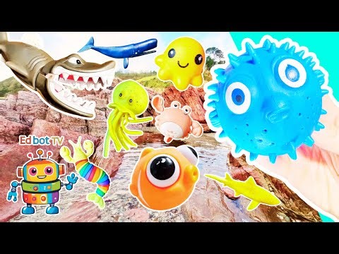 Kids Learn | Sea Animal Names & Facts at the Rock Pool: Pufferfish Whale Clownfish Lemon Shark