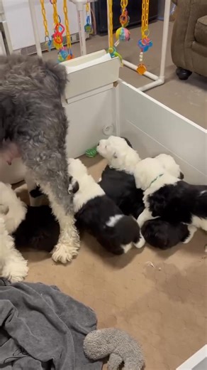 Congratulations mom 🤗I’m very happy we have a new baby’s 🥰🤩 | Sheepadoodles puppies for adoption