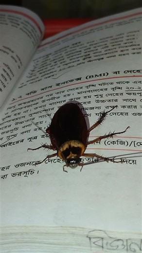 Cockroach #cockroach #youtubeshorts #shorts