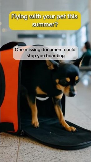 Spain Pet Travel Rules: What You Need Before Flying
