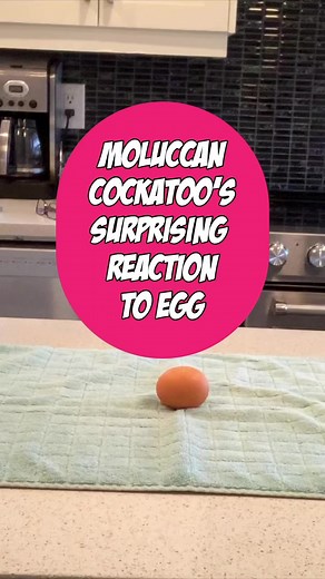 81K views · 2.9K reactions | Pink Floyd, our Moluccan Cockatoo lived with us for three years. Watch his surprising reaction to a chicken egg from the fridge! #reactionvideo #reaction #birds #bird #cockatoo #cockatoos #dancing #cute #cuteanimals #cutevideos #rescue | Lucky Lou and Coco Too | Facebook