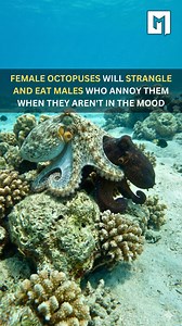 Female octopuses have zero tolerance for bad timing. In the ocean, a male approaching at the wrong moment risks more than just rejection—he risks his life. Scientists have observed females violently shoving, choking, and even throwing debris at males who push their luck. In extreme cases, if a male won't back off, the female may kill and eat him. It is a harsh reality of nature, serving as a deadly reminder that in the octopus world, respecting boundaries is literally a matter of survival. #fbli