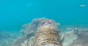 Turtle's eye view of ocean
