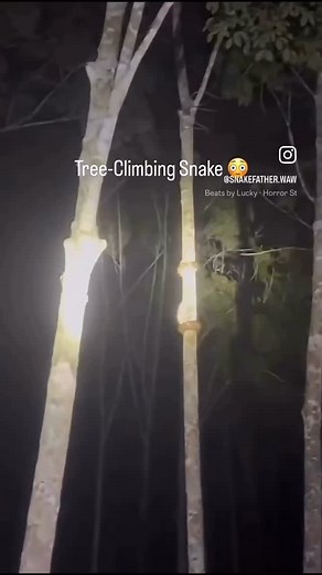 doef_cake on Instagram: "Somebody come get her, she dancing like an Australian snake my bru #comedy #fyp #snake #naughty"