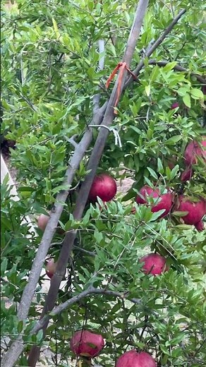 Growing Pomegranate in Container