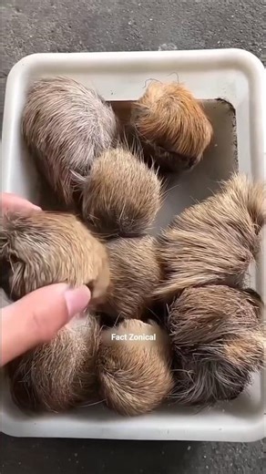 how is Musk extracted from Musk deer? #farming #viral #shorts