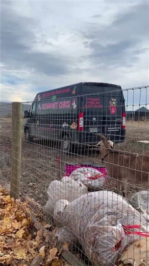 Fresh wood chips, covering piles. Making a new windrow! #thecompostchick #compost #communitycompost
