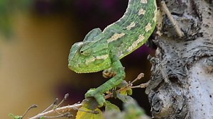 Common Chameleon or Mediterranean Chameleon walking slowly in a tree - Chamaeleo chameleon