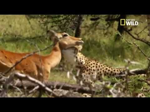 Un guépard chassant un troupeau d'impalas