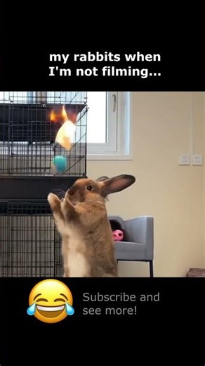 Rabbits, is it the same there too? lol