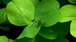 Free video - Fly, Insects, Summer, Entomology