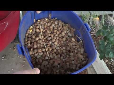 DIY How to pick up Acorns (You Vacuum Them)