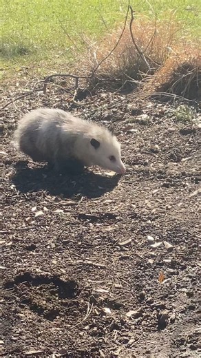 Say hello to Winnie, an Opossum. Here’s some fun facts about this often misunderstood critter. Opossums are a marsupial! They have 50 teeth, which is more teeth than any other mammal.When they are born, they are the size of a bumblebee.Opossums hunt, kill, and eat mice, rats, and snakes. They can eat poisonous snakes and it doesn’t hurt them!Opossums are immune to the toxins in bee and scorpion stings.Opossums don't dig deep holes, but they will occupy burrows of other animals.Due to their low b