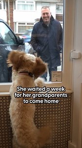 She waited by the window everyday — and did the cutest dance when they returned! We talked to Jasmine about her dog's obsession with her grandparents, and her special dance routine! Keep up with Lola the Cockapoo on TikTok: https://thedo.do/lolaroocockapoo | The Dodo