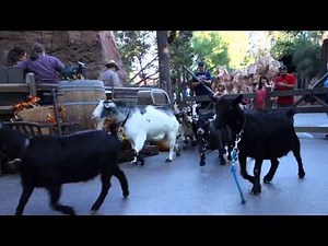 Ultimate Guide to the Goats of Disneyland