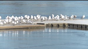 Waterloo to be named Iowa’s 1st Bird Friendly City