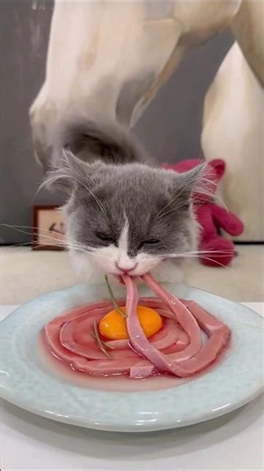 kucing lucu sedang menikmati makanan nya #cat #imut #cute