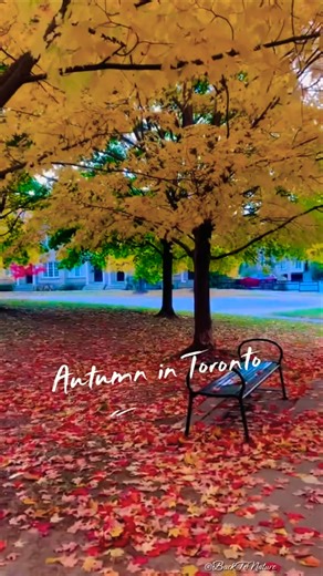 Autumn in Toronto 🇨🇦