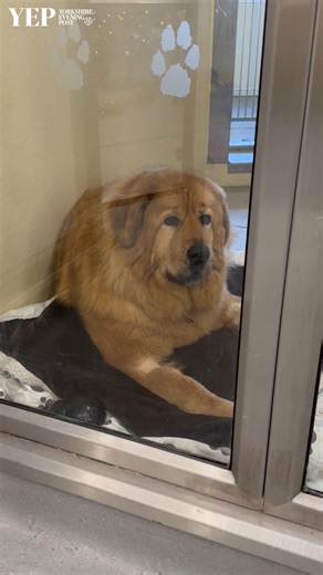 More than 500 dogs rehomed as Leeds Dogs Trust issues urgent adoption appeal | Yorkshire Evening Post