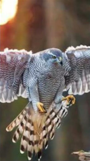 Northern Goshawk Sound