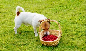Can Dogs Eat Raspberries? What Are the Risks?