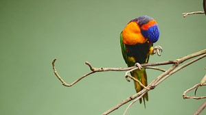Small parrots stand on the branch against green background with copy space