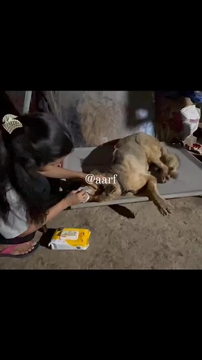Story of Abandoned GSD #rescueismyfavouritebreed Bheem jisko kisi ne highway par chhod Diya tha jab usko sabse jyada apno ki zarurat thi, na toh woh chal pata tha na woh dekh sakta tha ,aise halat me na jane kitne dino se pada tha jab tak hamare volunteer ko call aaya ki Ek dog 3 din se highway pada hai , Humne apni rescue team ko bhejh Kar rescue Kar liya par uski halat itni kharab thi ki dekh kar Rona aa Gaya , Bheem ko breeding ke liye use karne ke baad usko utha Kar sadak par fek Diya Gaya t