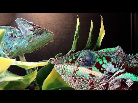 A Color-Changing Material Inspired by Chameleon Skin | Headline Science